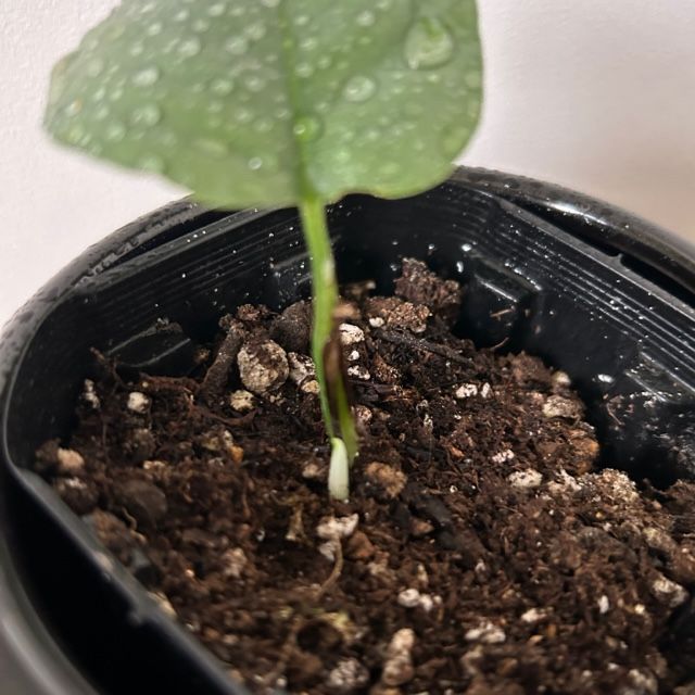 ポトス　ブルーフォーム　海外新品種　セブブルーより入手困難　カット苗発根済み ポトスなの？】セブブルーとその仲間たち - YouTube