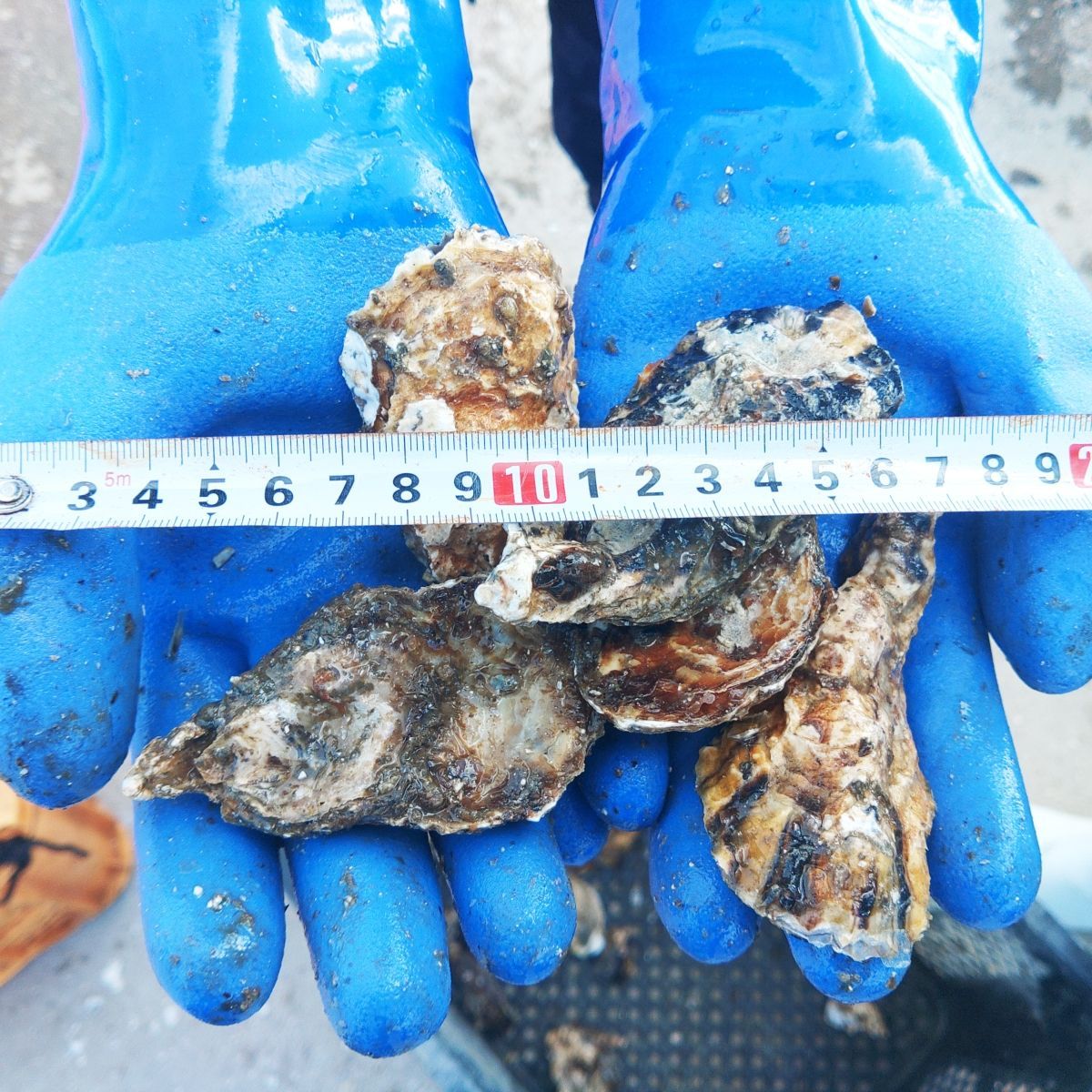 冷凍カメノテ10kg  石鯛　黒鯛　コブダイ　釣り餌 冷凍カメノテ10kg 石鯛 黒鯛 コブダイ 亀の手 釣り餌 - メルカリ
