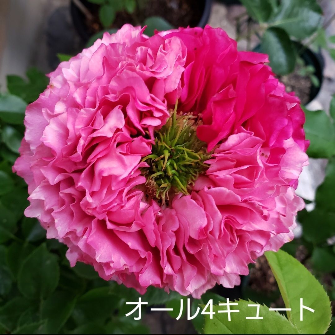バラ苗 オール4キュート ① - メルカリ