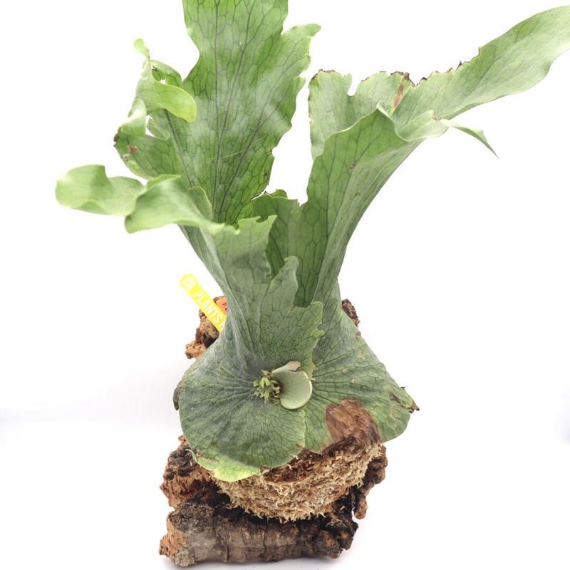 277 ビカクシダ ワンダエ 女王 P.Wandae 板付 観葉植物 希少植物