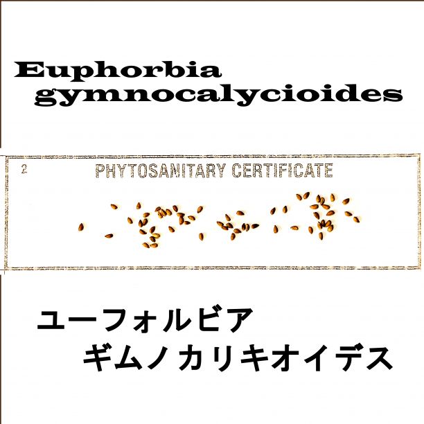 6月入荷 10粒 ユーフォルビア ギムノカリキオイデス 種子 種 証明書0509 6月入荷 10粒 ユーフォルビア ギムノカリキオイデス 種子 種 証明書