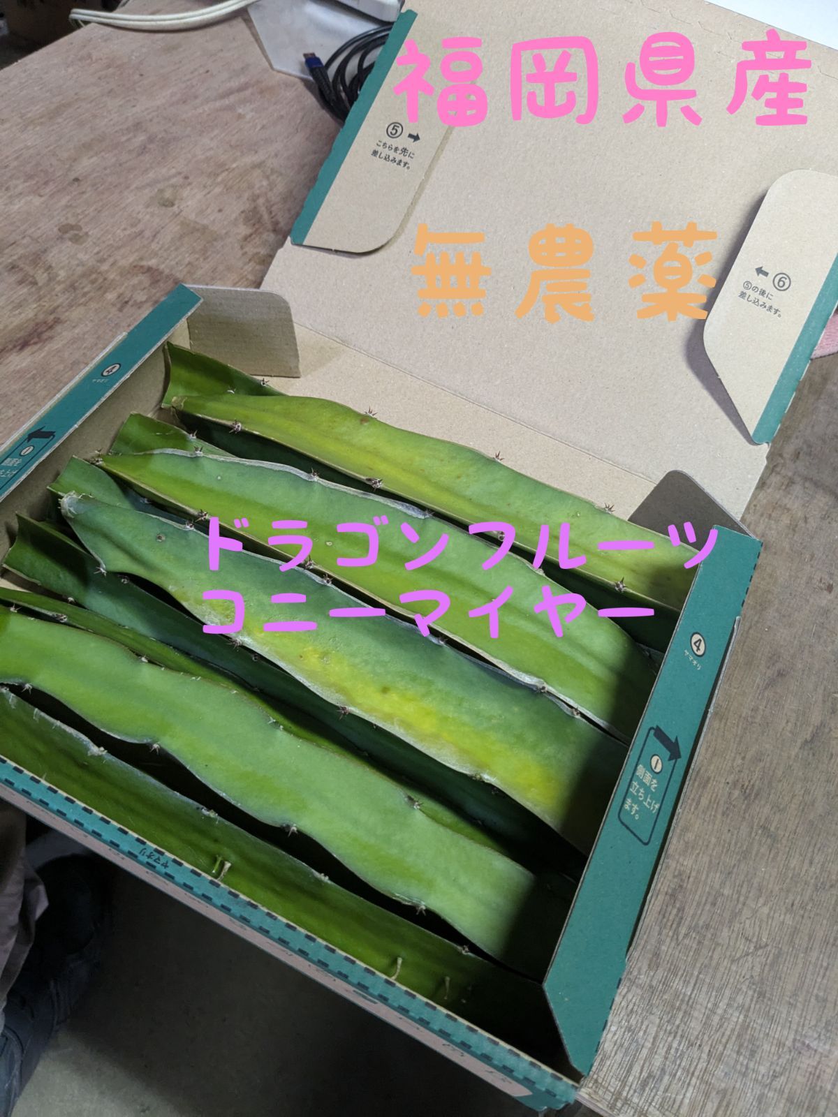 ドラゴンフルーツ苗（コニーマイヤー）1mサイズ7本 コニーマイヤー種