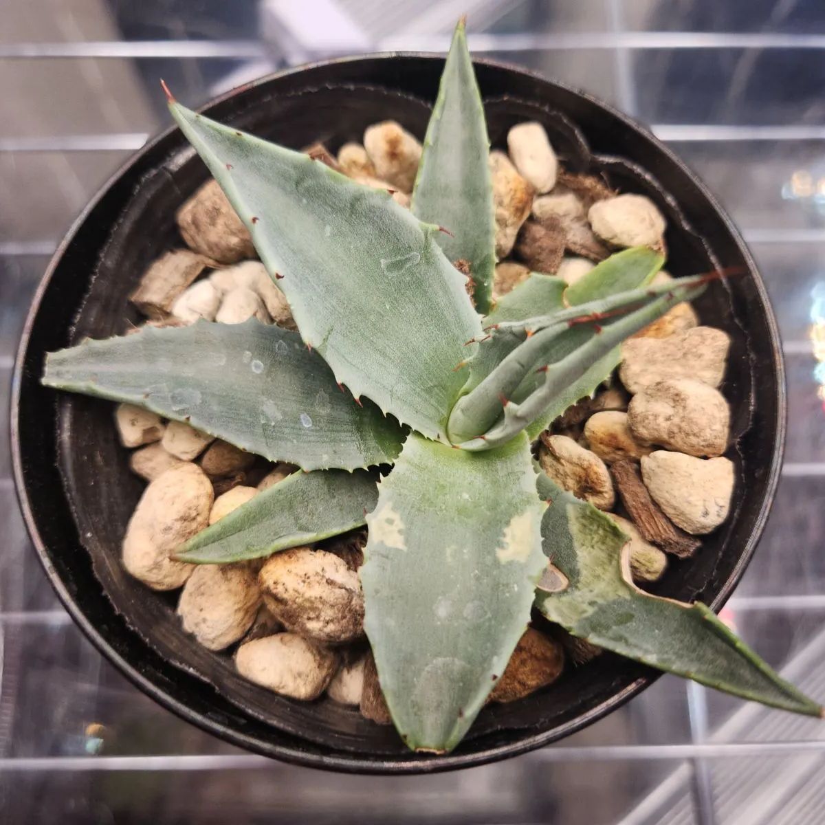 アガベ モンタナ 特大 抜き苗 福岡県限定 アガベ モンタナ 特大 抜き苗