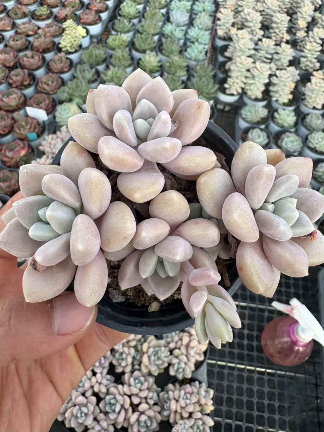 男*屋様 K1278　フェスティブス　50株　多肉植物 抜き苗 エケベリア 韓国 50株の抜き苗セット】フェスティブス 多肉植物 佐川急便発送