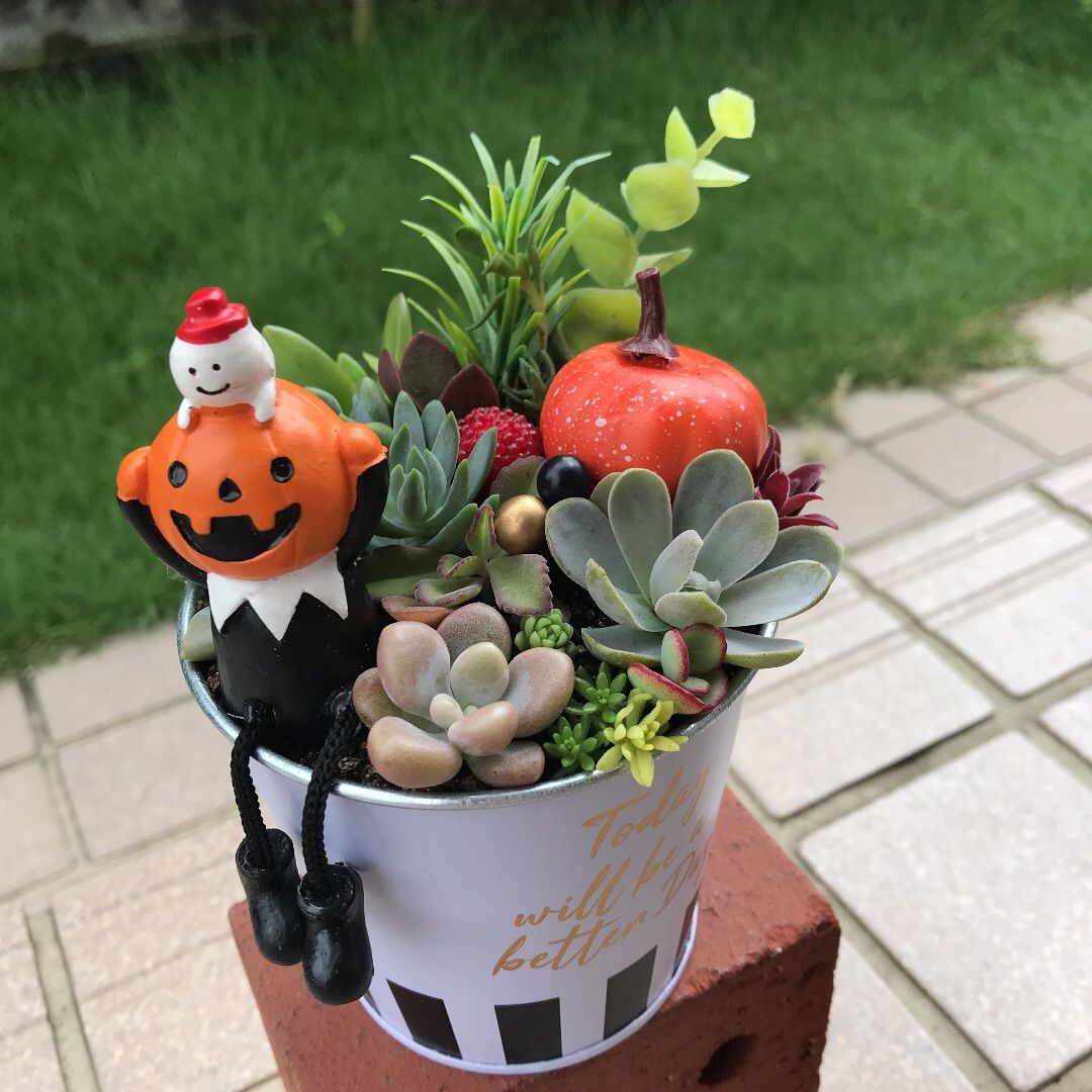 ♡そのまま飾れる♡ハロウィンの多肉植物寄せ植え