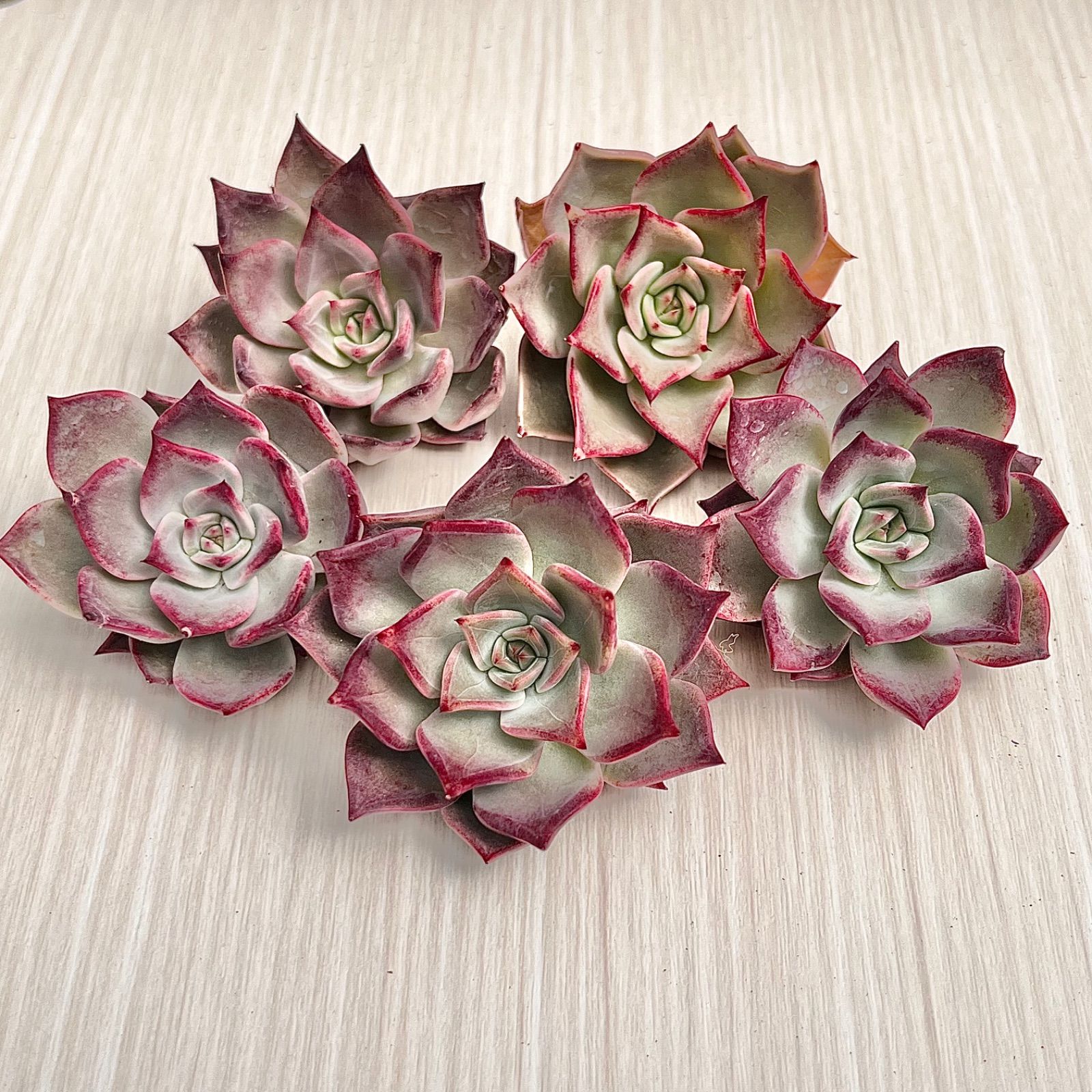 上質✨多肉植物 ピンクモリー 厳選苗 韓国苗 - メルカリ