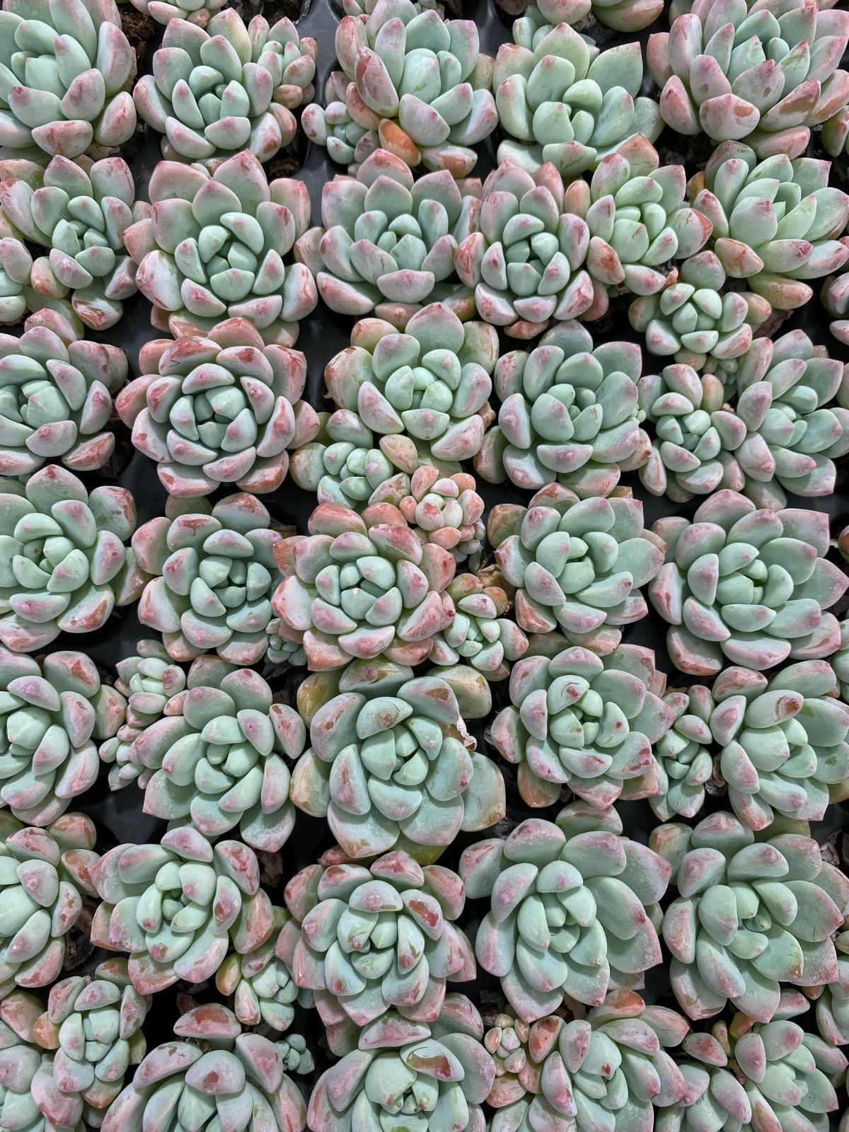 新入荷 ギョシャン C6023×105苗 土付き 多肉植物 詰め合わせ