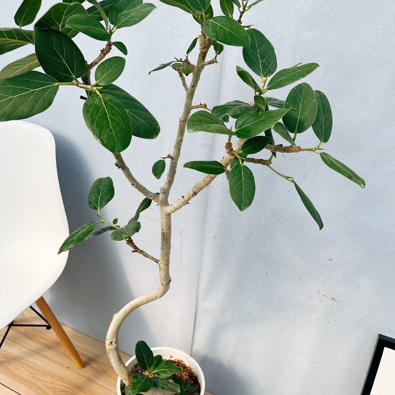 現品］4番 フィカス ベンガレンシス 曲がり 8号 観葉 室内 大型 ゴムの