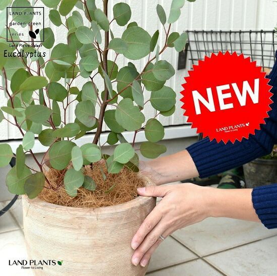 激レア@2200】チーズタルト ＆ ホワイトケーキ(るる農園) 2025年最新