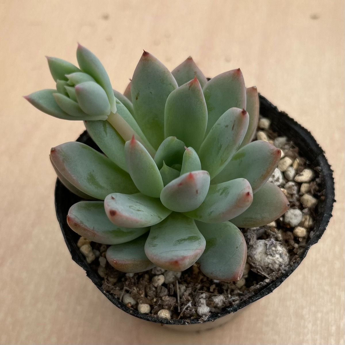 女美月 バイオリーナ 多肉植物 韓国苗 エケベリア - succulent garden