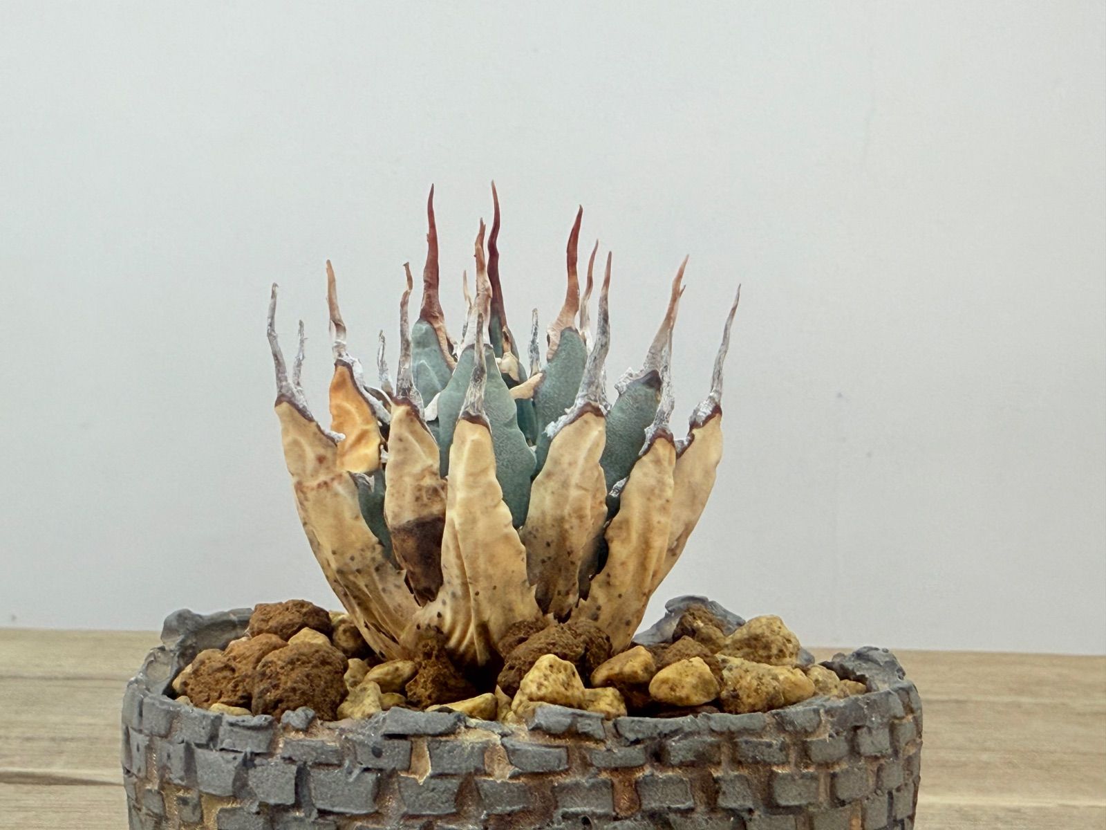 アガベ ユタエンシス