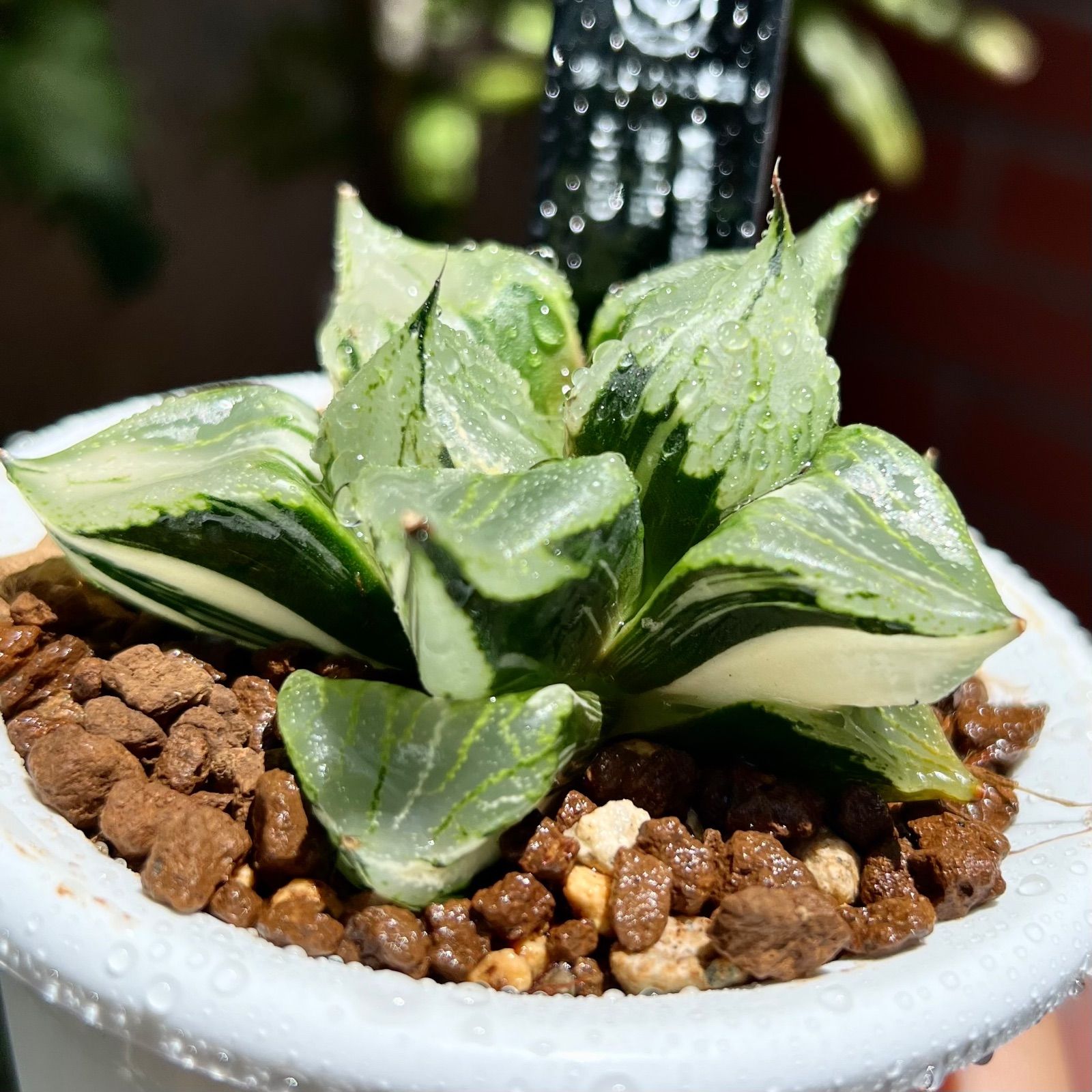 【多肉植物/ハオルチア】★裏般若錦 極上斑 ハオルチア 裏般若錦 極上斑 多肉植物 ハオルチア 裏般若錦 極上斑