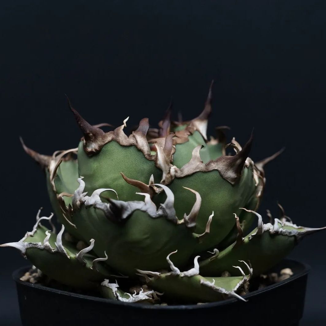 Agave titanota
