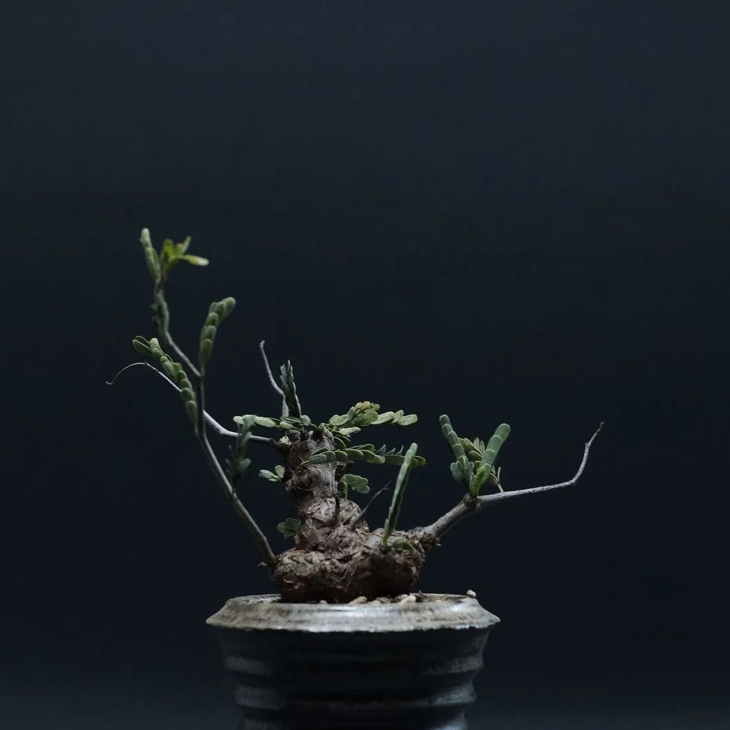 メリディオナリス 管理2408