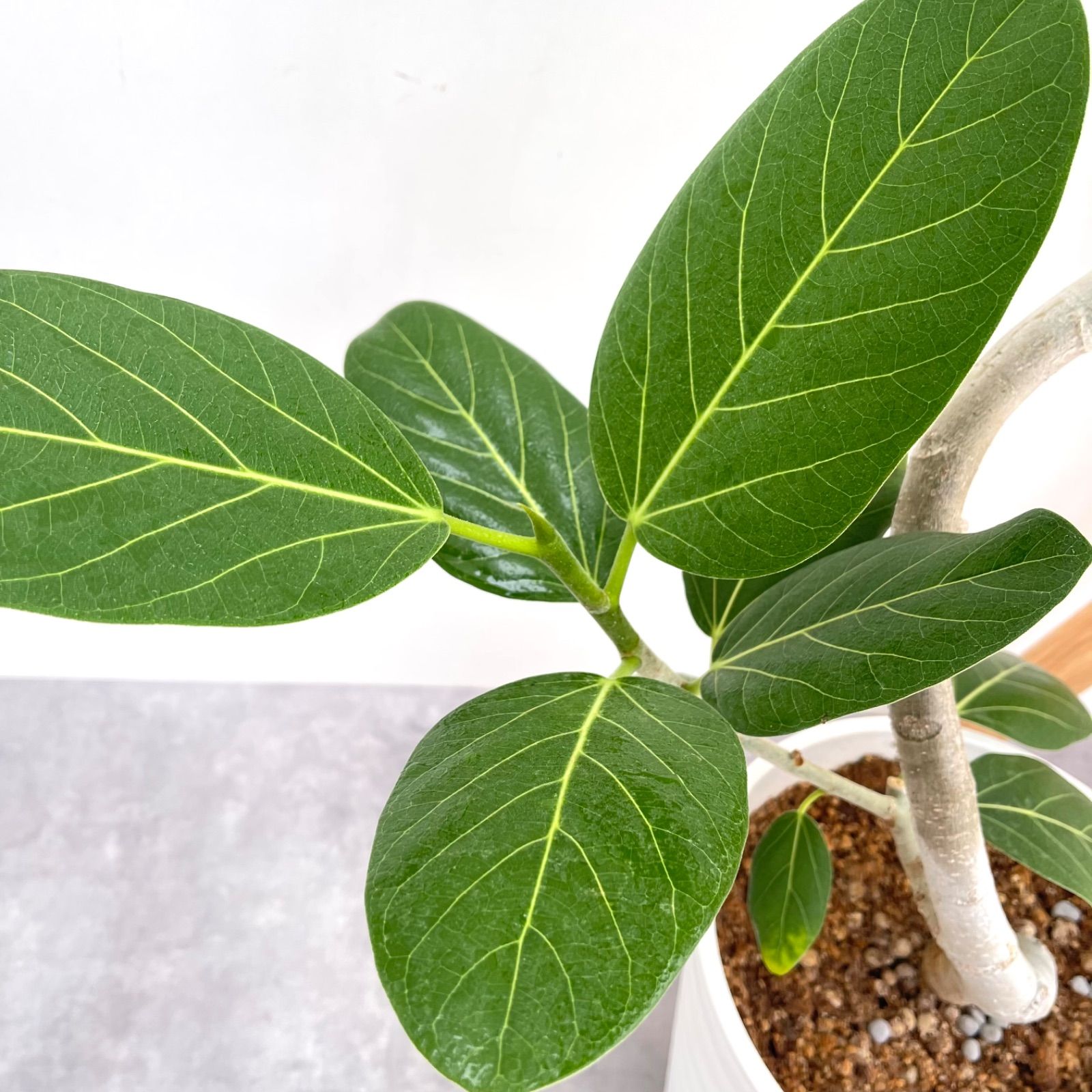 8【現品】観葉植物 フラワー・ガーデニング フィカス ベンガレンシス