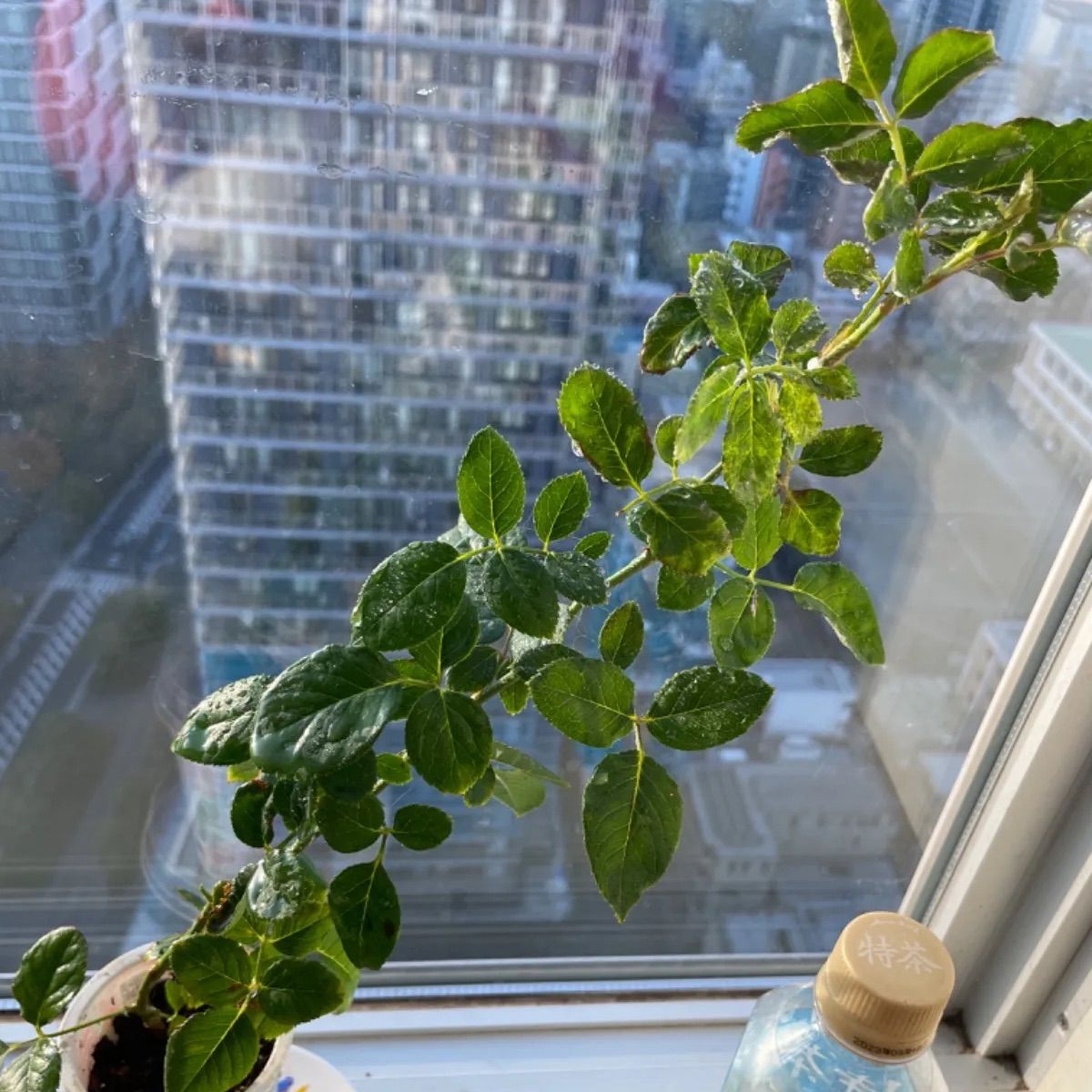 超強香！超強健！巨大輪 手間要らず名門のフレンチローズ バラ苗