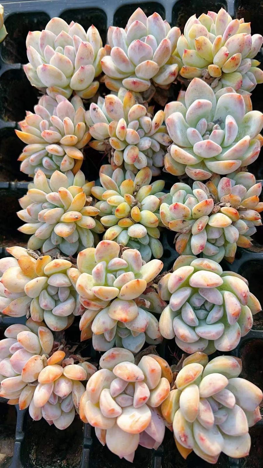 土付き 韓オレンジ LL1017×105苗 ベリー ふっくら 多肉植物 詰め合わせ エケベリア 韓国苗