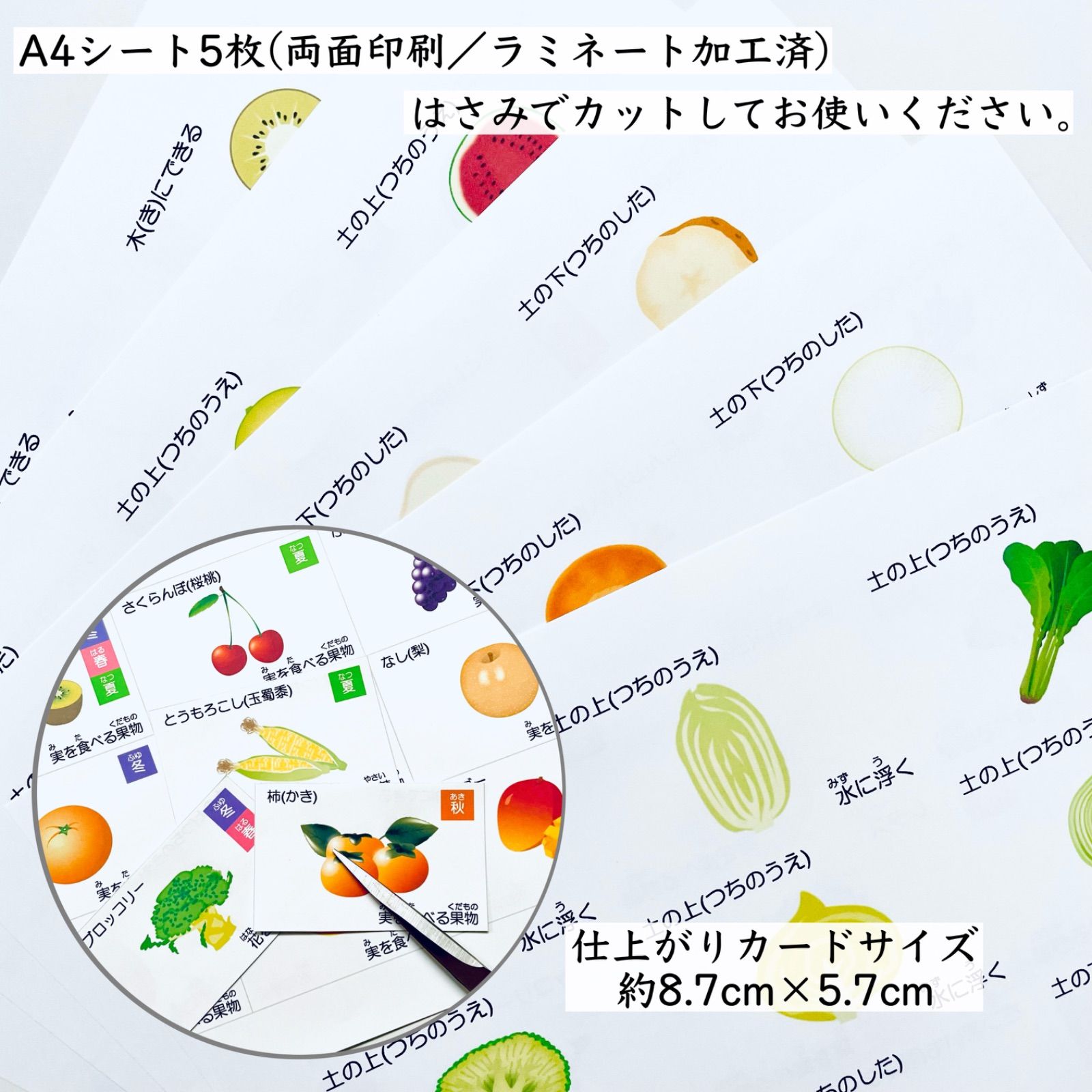 野菜と果物 断面図カード 小学校受験教材 幼児教育 - 知育玩具