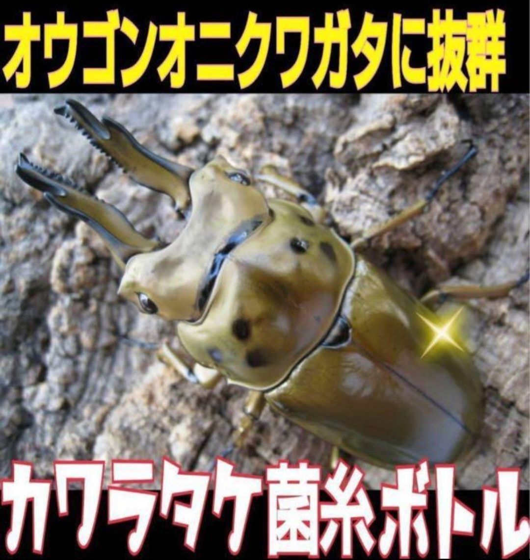昆虫用品 極上！カワラタケ菌糸瓶【6本】特殊アミノ酸強化配合