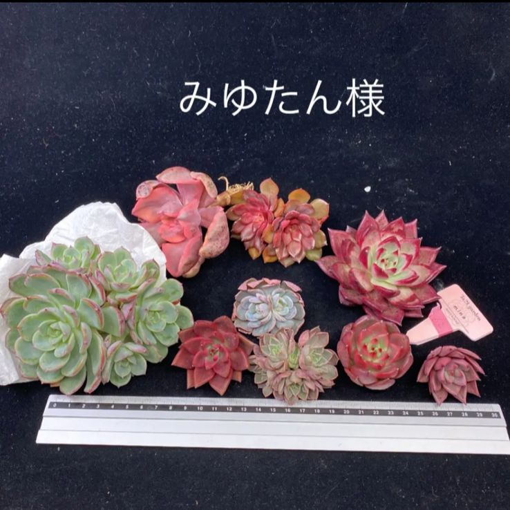 みーたん出品①②③ DANKE SCHON パンツ DankeSchon/ダンケシェーン/DAMAGE DUCK