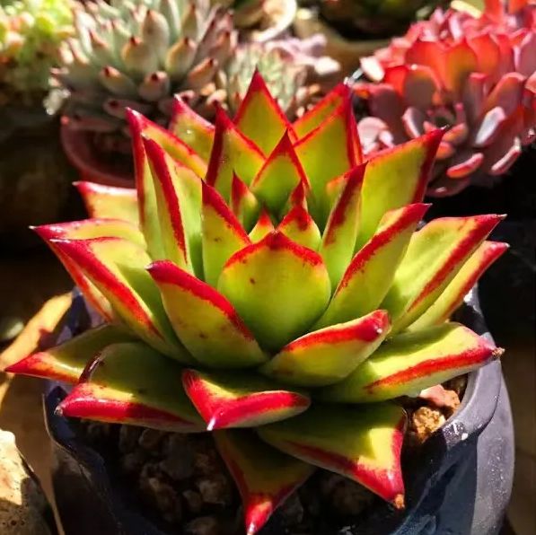 多肉植物　エケベリア アガボイデス　リップスティック　抜き苗 エケベリア アガボイデス リップスティック（抜き苗） | 多肉