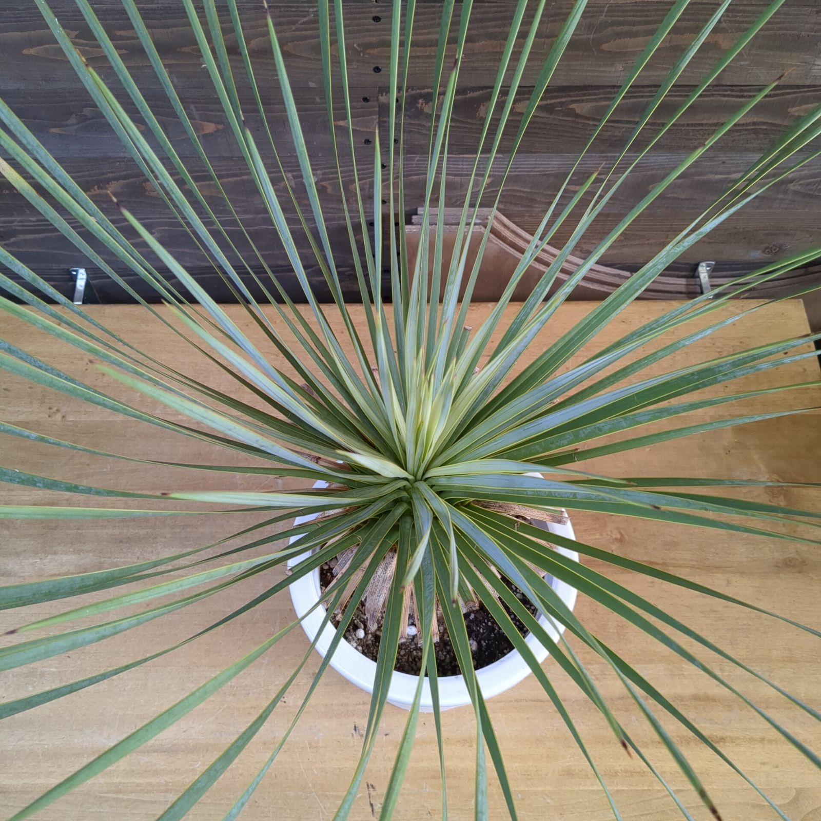 ユッカ ロストラータ【 ドライガーデンに！】 鉢のまま発送