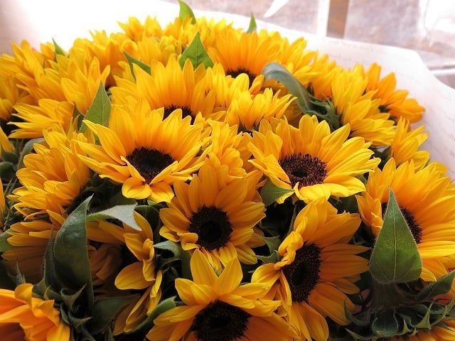  ひまわり 花束 フラワーギフト 生花使用 ヒマワリ 50本使用 品種はおまかせとなります 生花フラワーアレンジメント フラワーアレンジメント