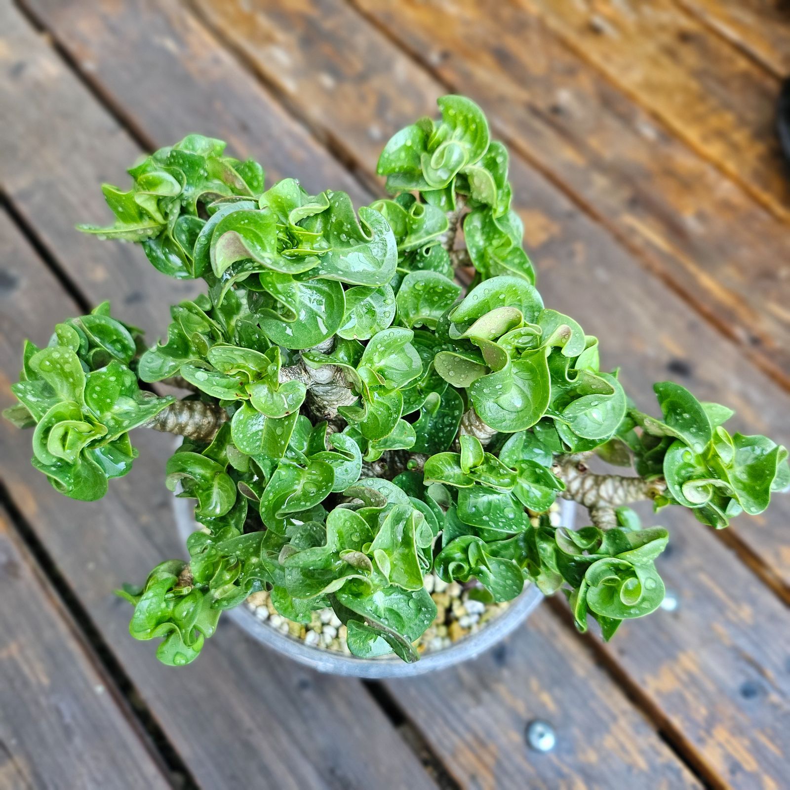 大きいサイズ♡《 Adenium Arabicum D.H.A》アデニウム アラビカム