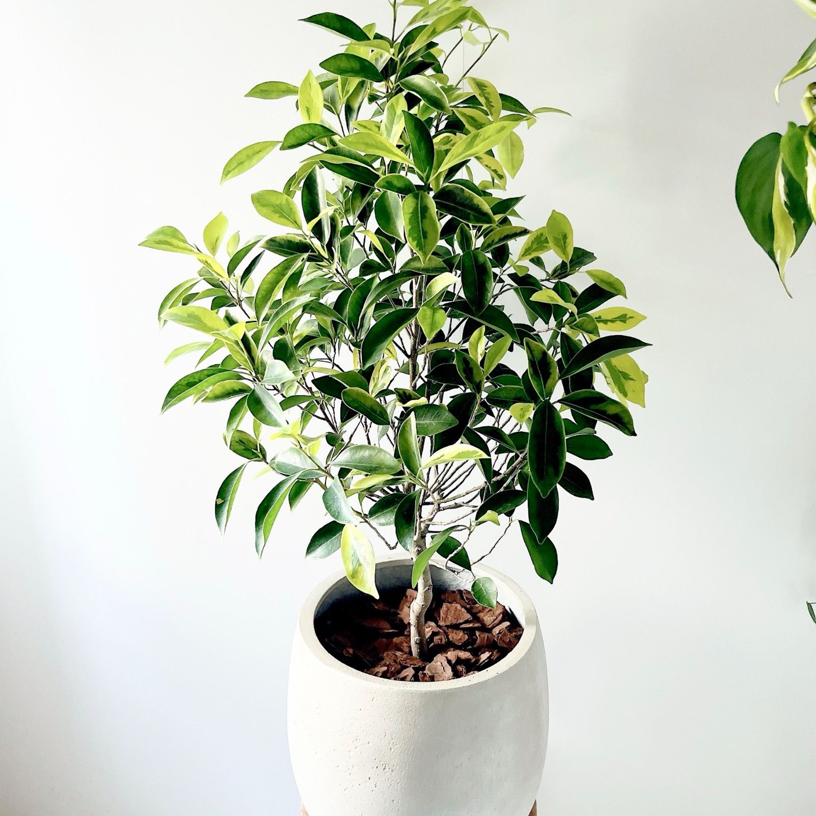 テラニアスバルーン セメント風 植木鉢 アンティークホワイト アンティークブラウン YUZUMIYA_COM