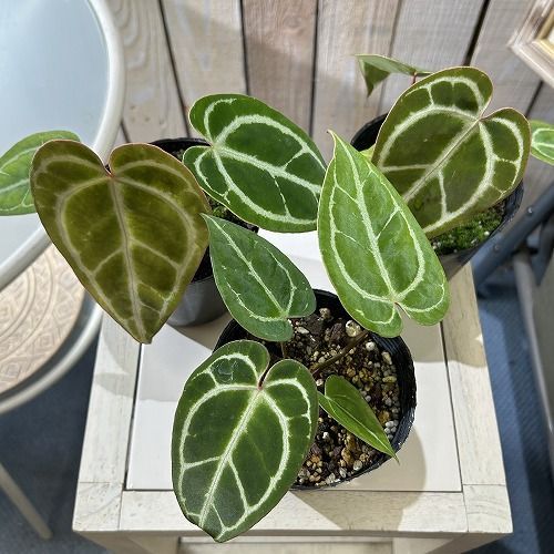 観葉植物 アンスリウム クリスタリナム ブラックF 3号硬質黒