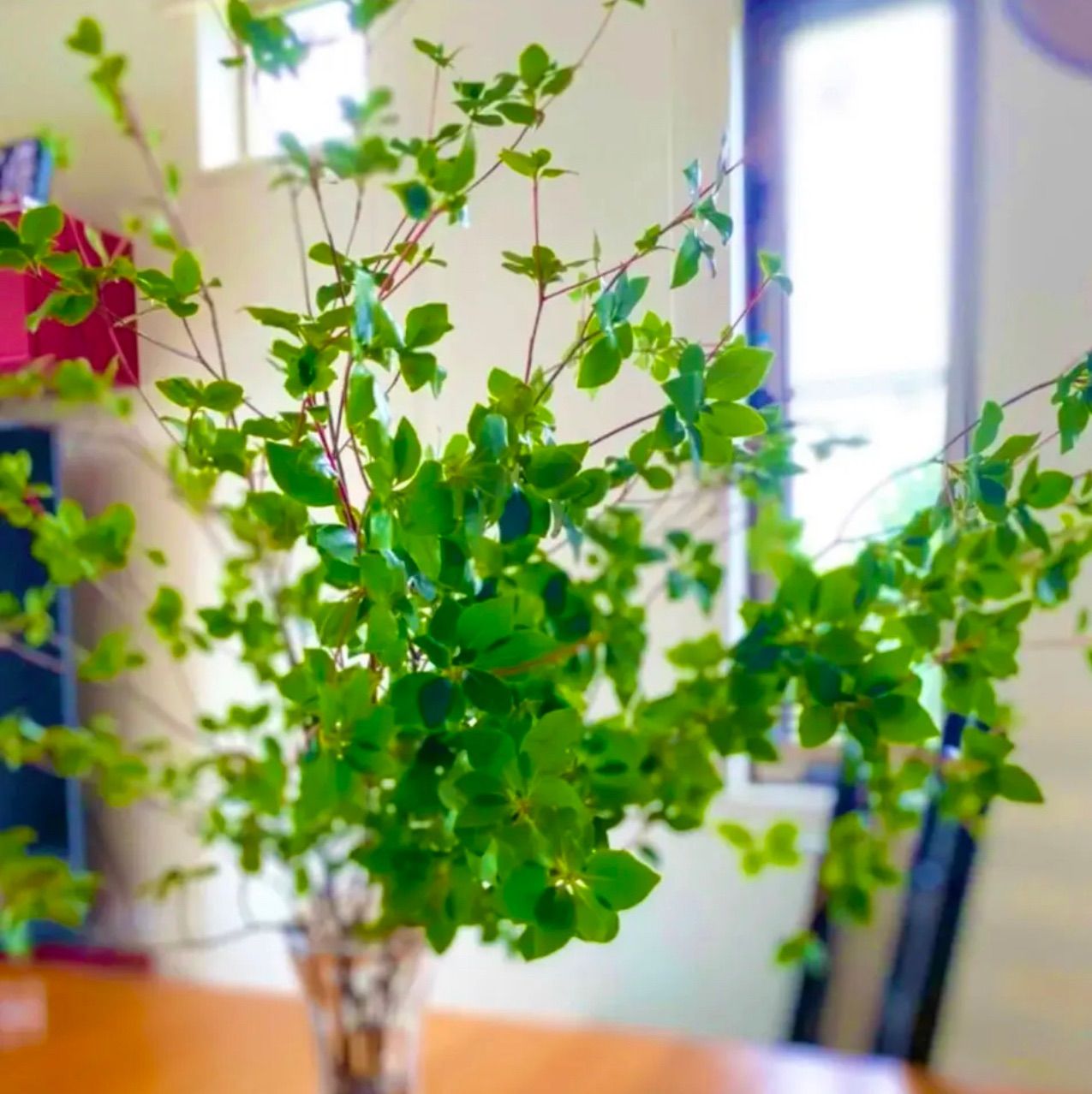 生花❣️ドウダンツツジ🍀40〜50cm×10本セット‼️✨ - メルカリ