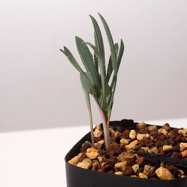 エリオスペルマム アルキコルネ Eriospermum alcicorne Type-VDV EQ305