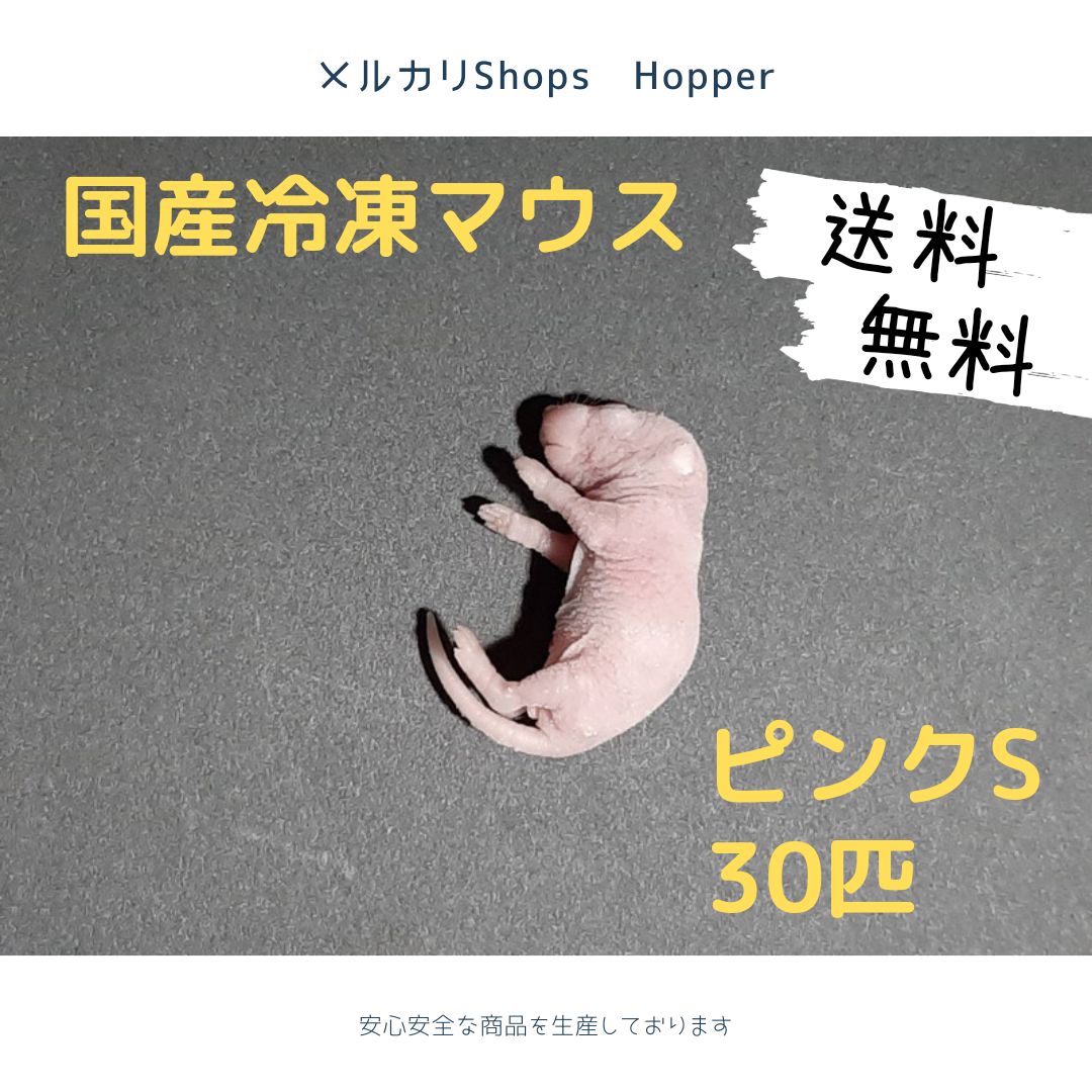 ★MEGO★国産冷凍マウス リクエスト品 国産 冷凍マウス ピンクS 30匹(北海道沖縄発送可) - メルカリ
