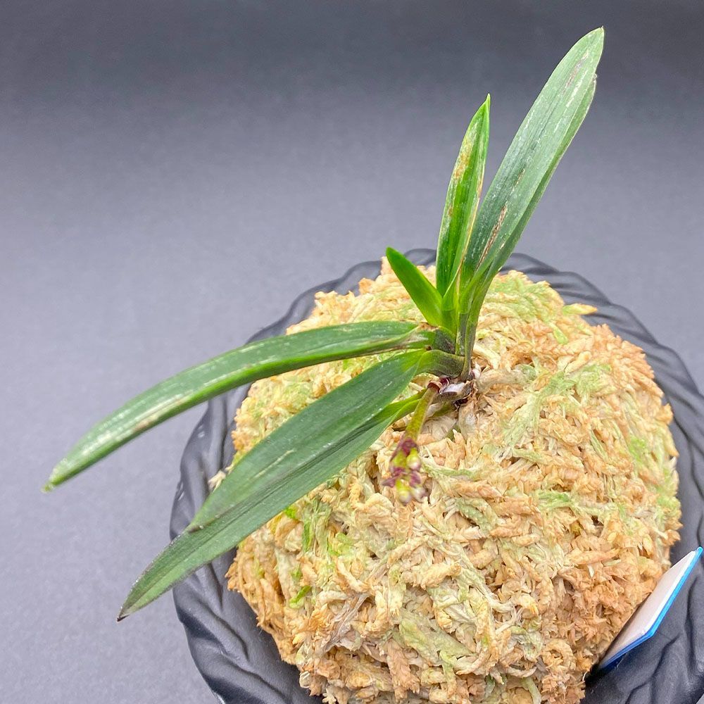 富貴蘭 風蘭 蘭 黒牡丹 こくぼたん 1本立 T705 フウキラン フウラン