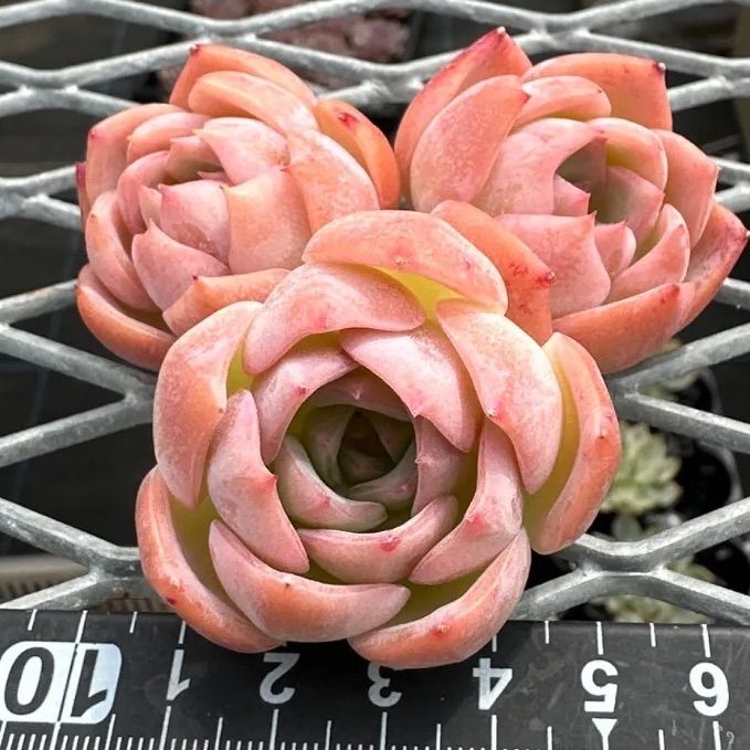 ピンクリップスティック 1苗 多肉植物 エケベリア 韓国苗 - メルカリ