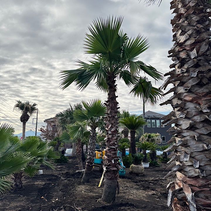 4.3m】 ワシントンヤシ - メルカリ