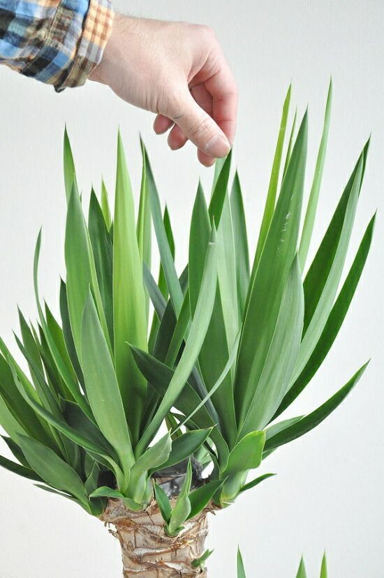 フィカス アルテシマ 太幹 植物 盆栽 インテリア 盆栽仕立て 年代物