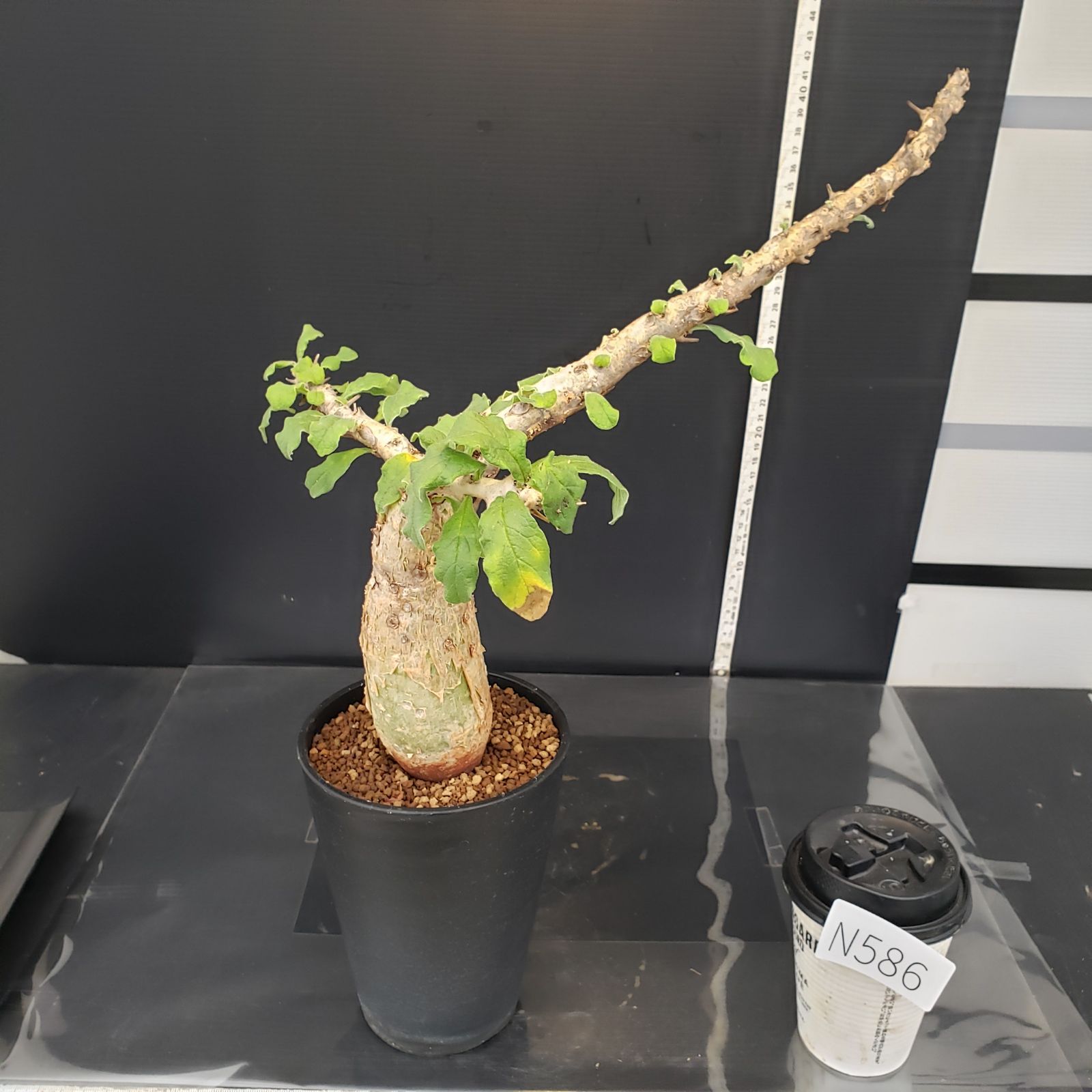【発根済】セサモタムナス ブッセアヌス　現地球 発根済】セサモタムナス ブッセアヌス 現地球