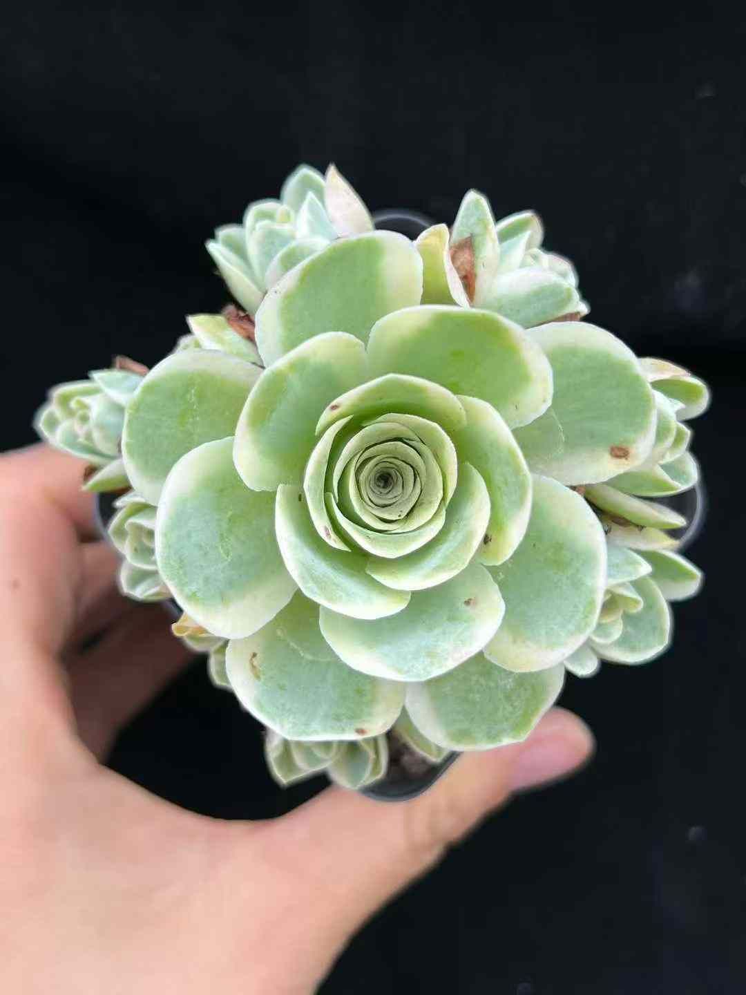 a*s様 B1505-4×15苗 ギョクシキキン アエオニウム 抜き苗 多肉植物 新入荷 ギョクシキン アエオニウム ZM1505×15鉢 抜き苗 多肉植物