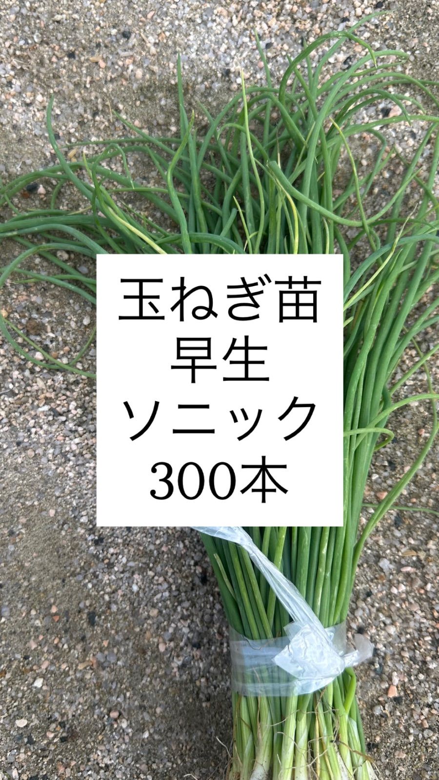 玉ねぎ苗 早生種 ソニック 300本 - メルカリ