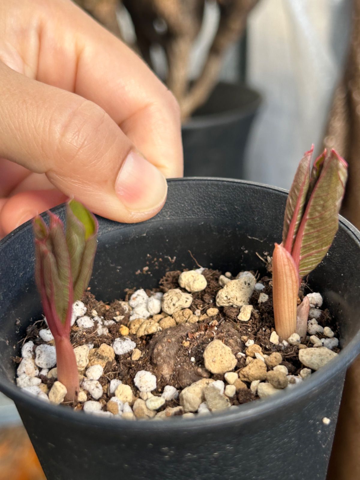 Amorphophallus atroviridisアモルフォファルス アトロビリディス塊根植物 発芽 - 観葉植物