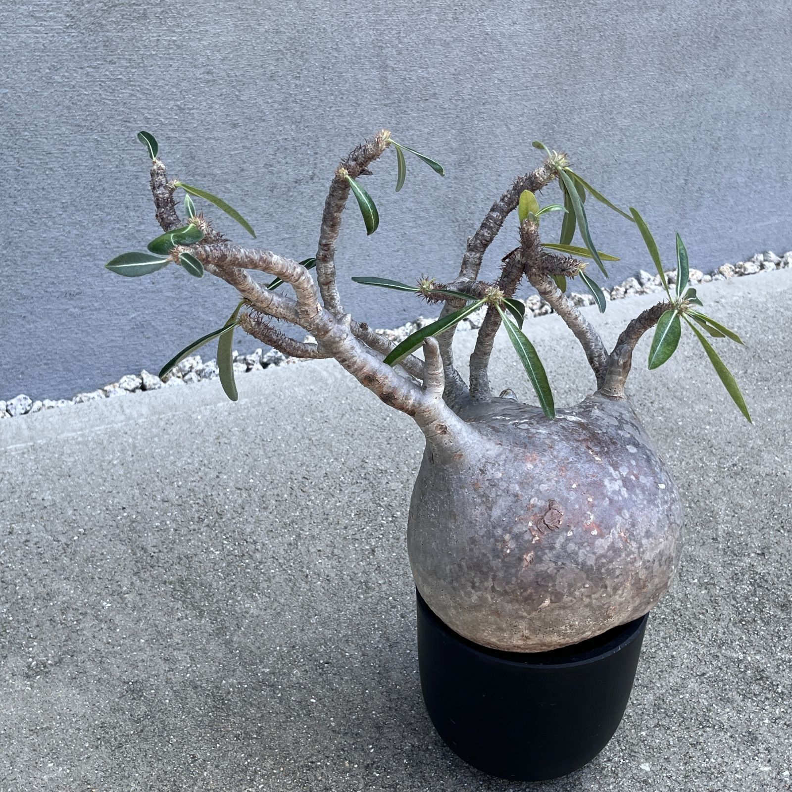 パキポディウム　グラキリス　現地球 発根株　緑肌　（鉢付き） パキポディウム・グラキリス｜Pachypodium gracilius 現地球 発