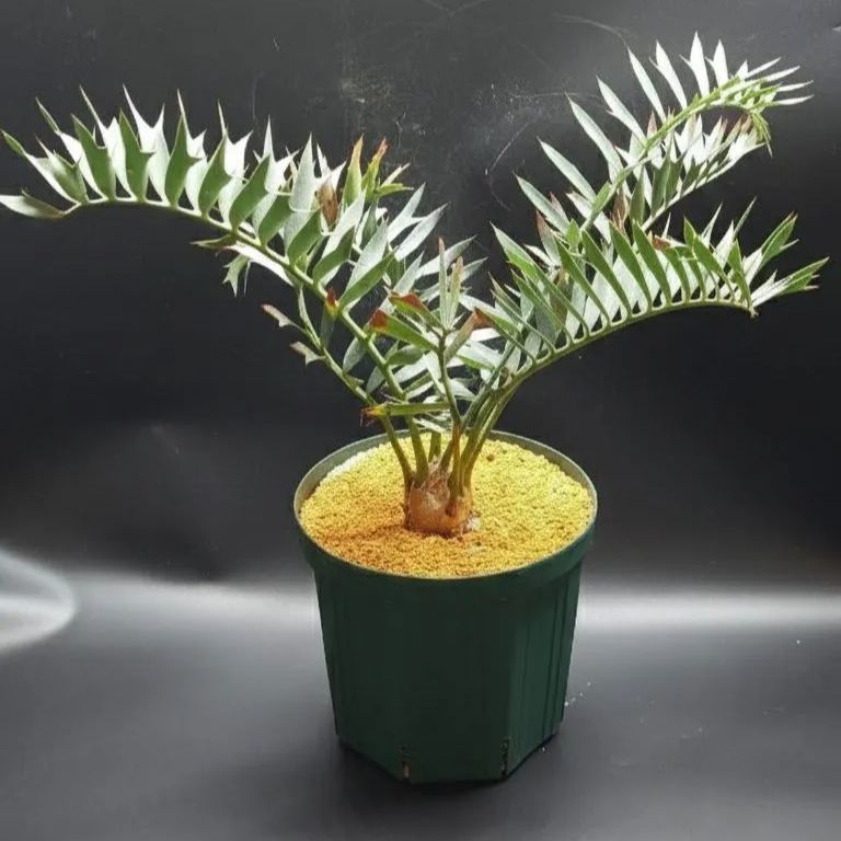 箱あり】90年代当時物希少レア美女戦士セーラームーン手帳、ビデオ