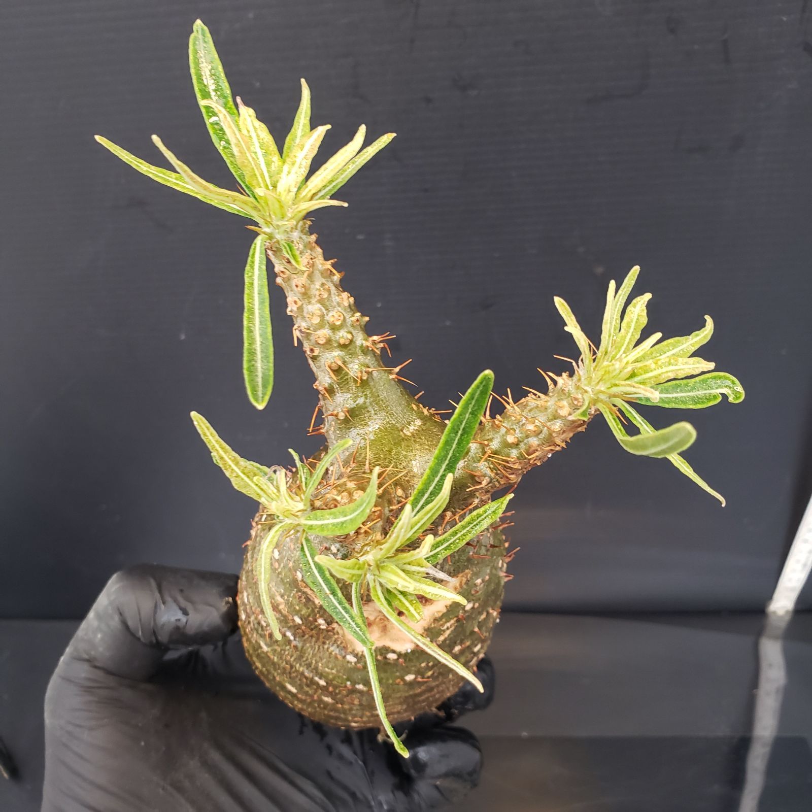 V280【自社養生発根株】Pachypodium グラキリス（S）（現地球