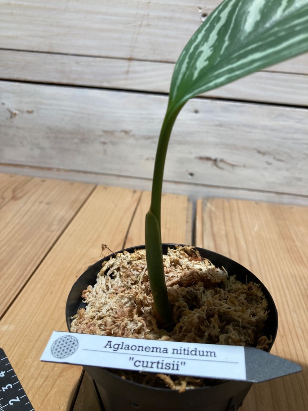 特選美株❗️純血統クローン株】 Aglaonema nitidum curtisii アグラオネマ ニティドゥム カーティシー 子株 - メルカリ