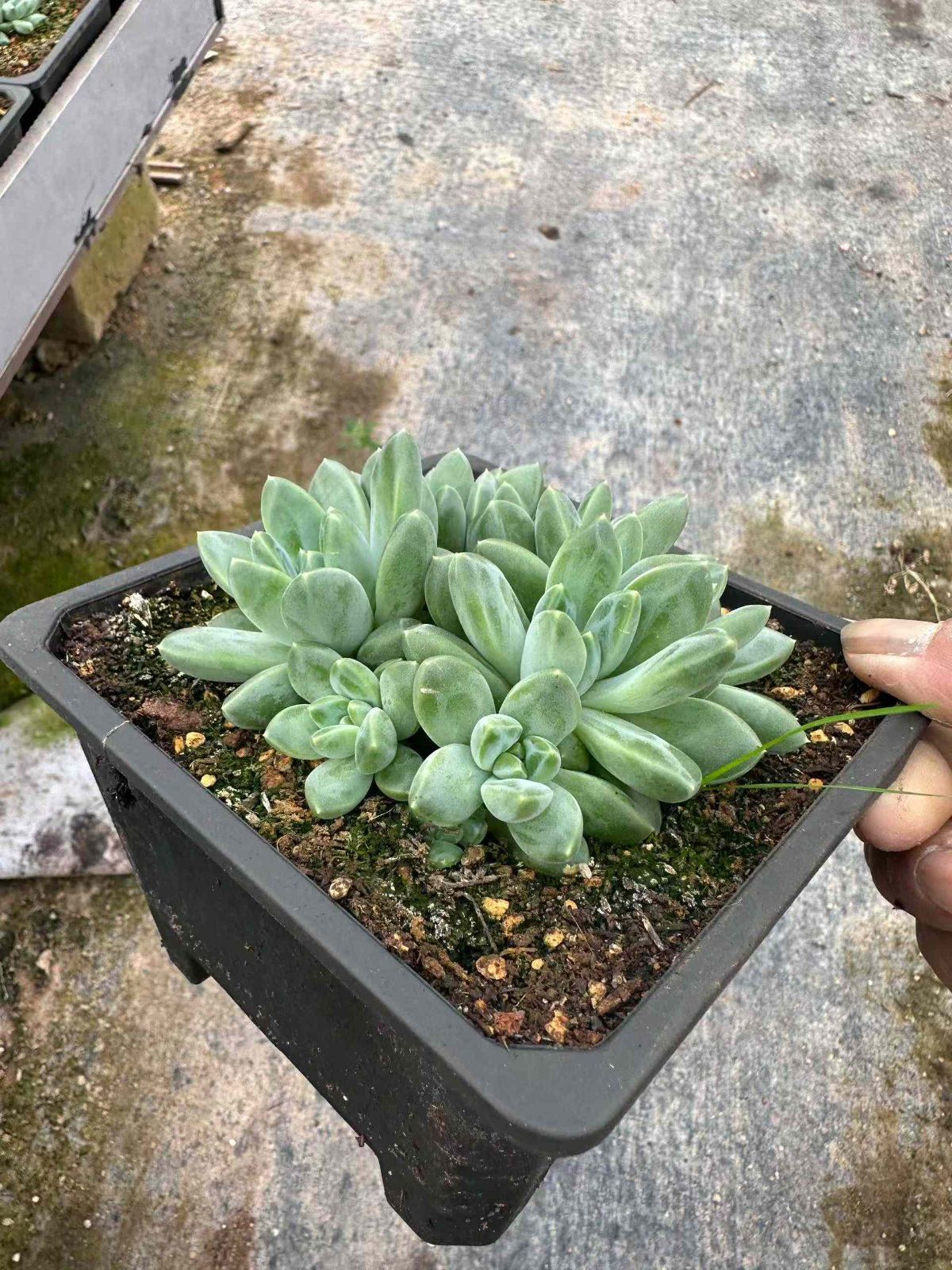 アエオニウム エケベリア