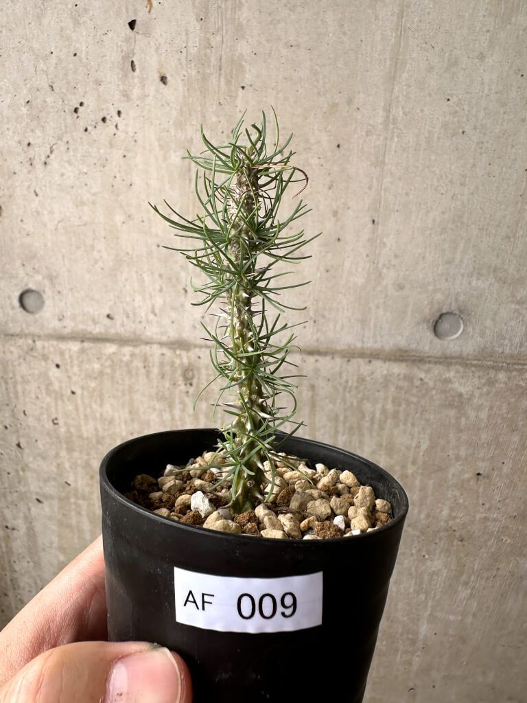 adidas プレデターエリート　FT FG 27.0cm 中古】ルイヴィトン モノグラム パピヨン26 M51386 ハンドバッグ ミニ