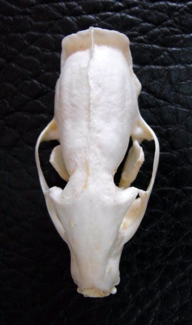 ジャワマングース 頭骨（オス・メスセット）