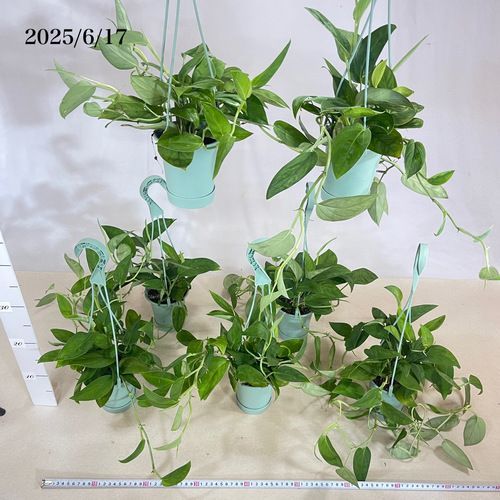 観葉植物 モンステラ 2224 3.5号吊り鉢(個体おまかせ1鉢
