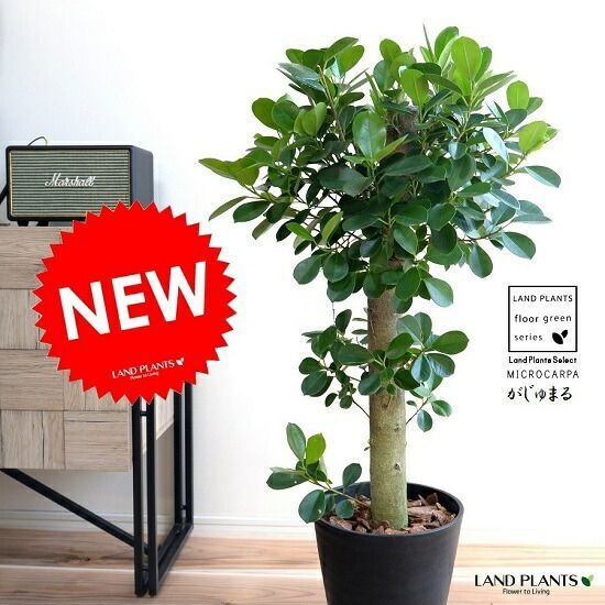 ガジュマル （朴仕立て） 黒色 セラアート 幹の太い 幸福をもたらす